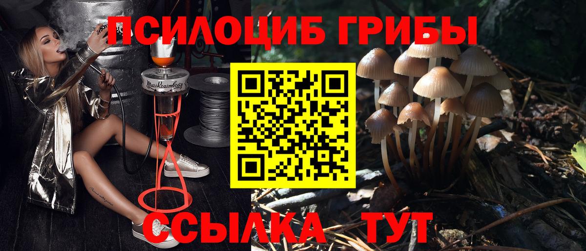 Псилоцибиновые грибы Psilocybe  Вход с VPN  Новоалтайск 